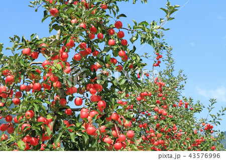 真っ赤に色づいたリンゴ 43576996