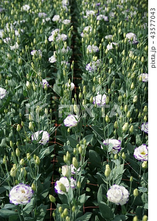 美しい花トルコギキョウ 美しい花トルコギキョウ 43577043