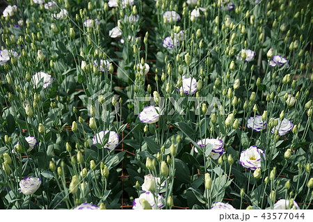 美しい花トルコギキョウ 美しい花トルコギキョウ 43577044