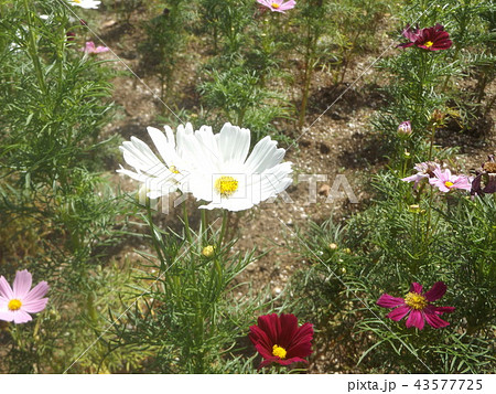 秋桜コスモスの白色の花 43577725