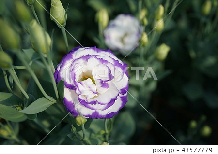 美しい花トルコギキョウの写真素材