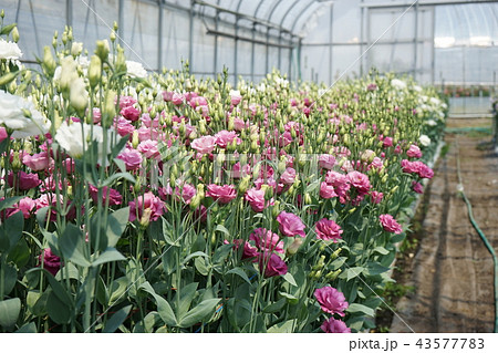 美しい花トルコギキョウ 美しい花トルコギキョウ 43577783