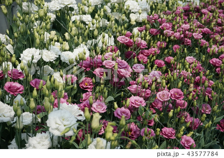 美しい花トルコギキョウ 美しい花トルコギキョウ 43577784