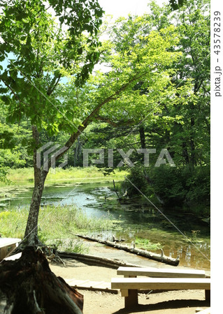 夏の小川 夏の小川 43578239