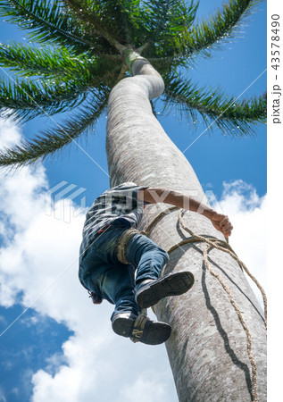 Adult male climbs coconut tree to get coco nuts 43578490