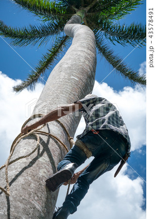 Adult male climbs coconut tree to get coco nuts 43578491