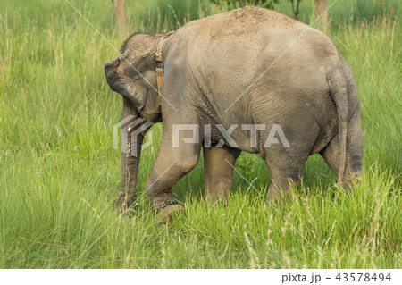 Asian elephant eating grass or feeding in the wild 43578494
