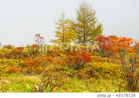 群馬県 白根山の紅葉 43578726