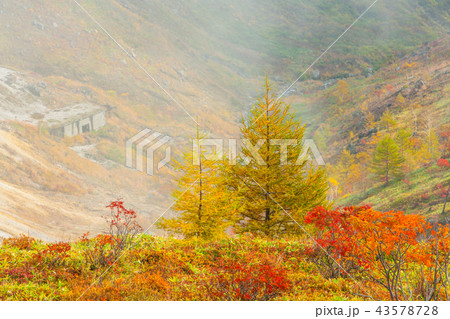 群馬県 白根山の紅葉 43578728