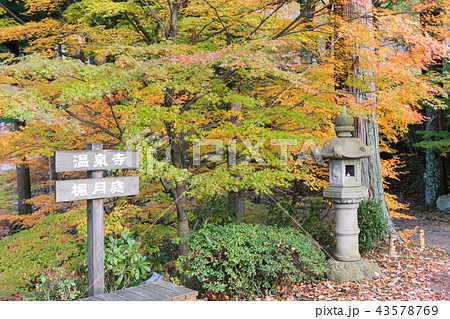 温泉寺のモミジ 43578769