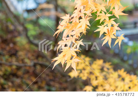 温泉寺のモミジ 43578772