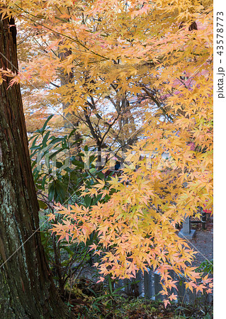 温泉寺のモミジ 43578773