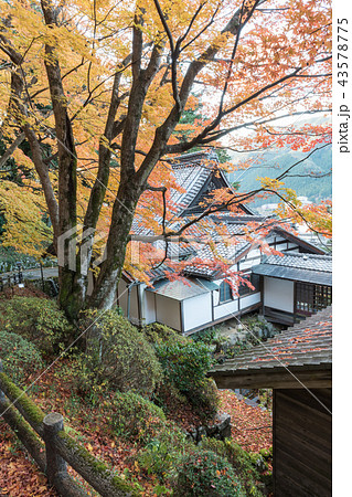 温泉寺のモミジ 43578775