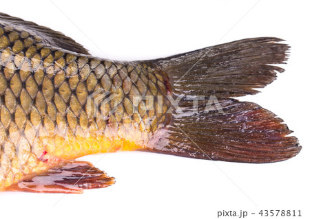 Close-up of a wet tail of a carp. Close-up of a wet tail of a carp. 43578811
