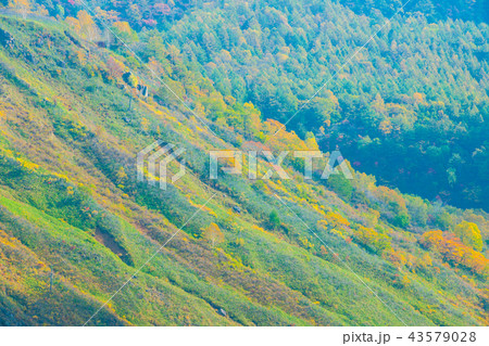 群馬県 白根山の紅葉 43579028