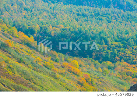 群馬県 白根山の紅葉 43579029