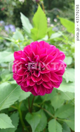 花 花 43579298
