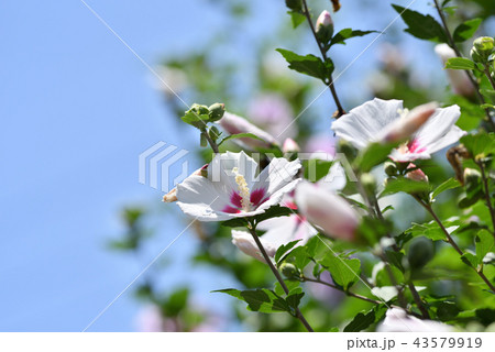 ムクゲ 43579919