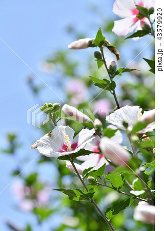 ムクゲ ムクゲ 43579920