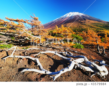 紅葉の奥庭から富士山 43579984
