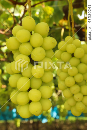 シャインマスカット　ぶどう狩り 43580241