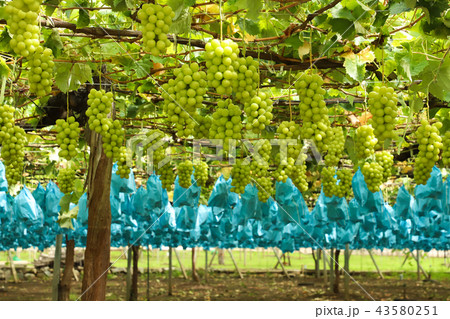 シャインマスカット　ぶどう狩り 43580251