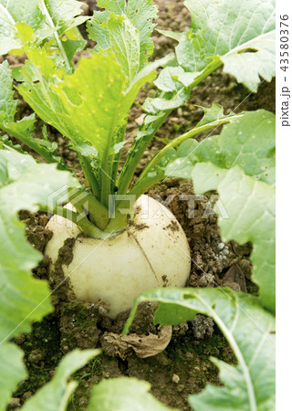 かぶ 43580376