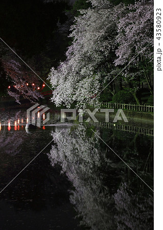 間々田神社の桜 間々田神社の桜 43580923