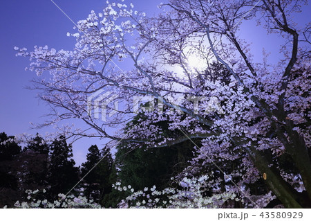 間々田神社の桜 間々田神社の桜 43580929