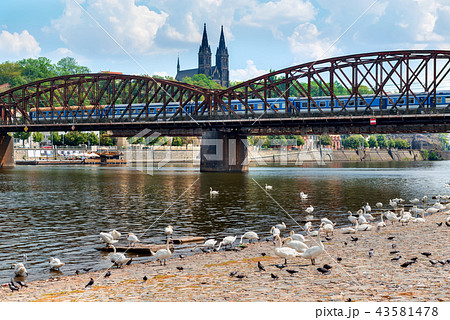 Swans near Railway bridge Swans near Railway bridge 43581478