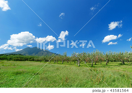 【青森県弘前市】岩木山麓津軽の秋、りんご園は収穫目前 【青森県弘前市】岩木山麓津軽の秋、りんご園は収穫目前 43581564