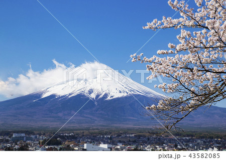 新倉山浅間公園から見た、桜と富士山 43582085