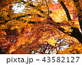 紅葉 43582127