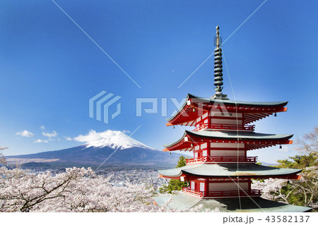 新倉山浅間公園 富士山と桜と忠霊塔 新倉山浅間公園 富士山と桜と忠霊塔 43582137