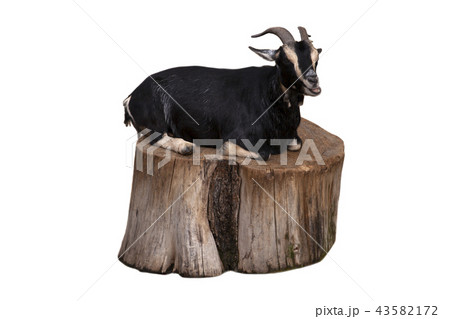 Cute black goat sitting on a stump Cute black goat sitting on a stump 43582172