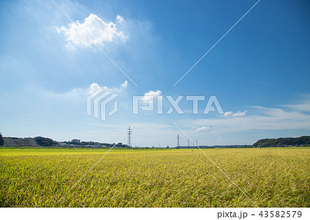 稲　風景 43582579