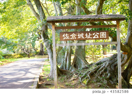 佐倉城址公園 43582586