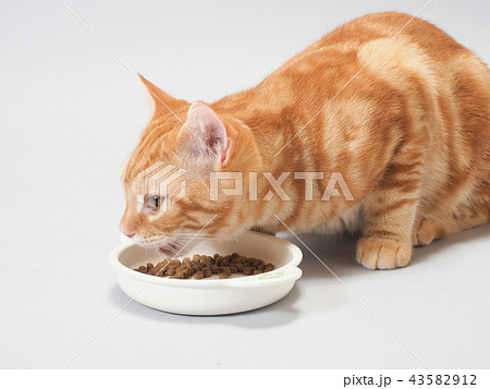 餌を食べる仔猫 43582912