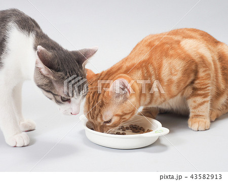 餌を食べる仔猫 43582913