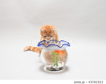 仔猫と金魚 仔猫と金魚 43582922