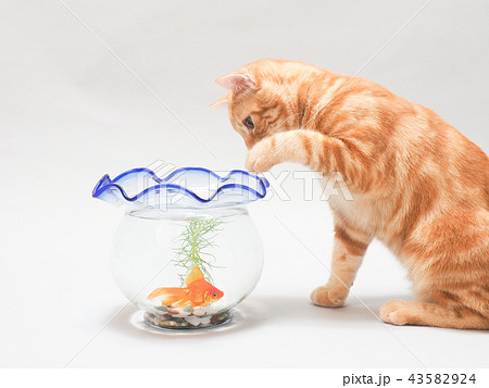 金魚鉢を覗く茶トラ猫の写真素材