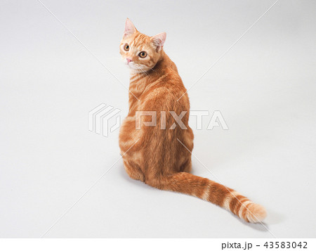 振り向いた仔猫 43583042