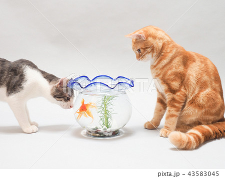 金魚と二匹の仔猫 43583045