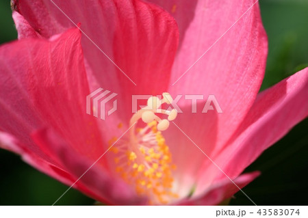 芙蓉のめしべ 芙蓉のめしべ 43583074