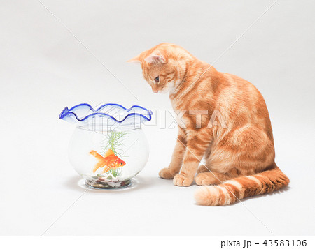 金魚を見つめる仔猫の写真素材