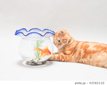 金魚を見つめる仔猫 金魚を見つめる仔猫 43583110