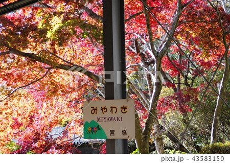 筑波山　宮脇駅の紅葉 43583150