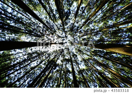 愛鷹山の杉林 愛鷹山の杉林 43583318