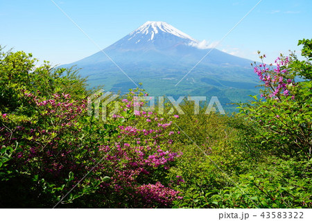 ツツジと富士山 43583322