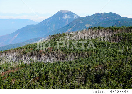 天狗岳からの蓼科山と縞枯現象 天狗岳からの蓼科山と縞枯現象 43583348
